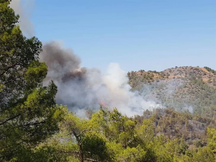 Ένας δασολόγος προτείνει: «Ιδανική λύση είναι η μείξη των δασών»-Ποιοι παράγοντες ευνοούν την επέκταση πυρκαγιών